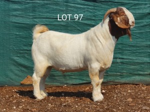 1X BOERBOK RAM MNR. LOUIS VAN RENSBURG - KUDDE/FLOCK