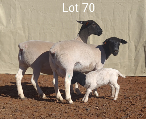 2X DORPER OOI/EWE MET LAMMERS MNR. C.C. VAN DEVENTER (Per stuk om lot te neem) - TIPE 5 /TYPE 5