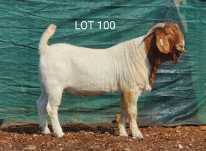 1X BOERBOK RAM MNR. LOUIS VAN RENSBURG - KUDDE/FLOCK