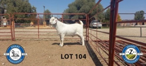 1X SAVANNAH RAM SCHOLTZ & SEUNS - KUDDE/FLOCK