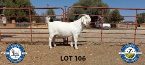 1X SAVANNAH RAM SCHOLTZ & SEUNS - STOET/STUD