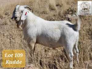 1X SAVANNAH RAM MNR. G.P.J. SCHOLTZ - KUDDE/FLOCK