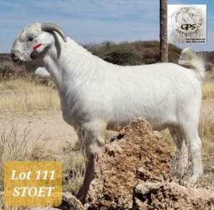 1X SAVANNAH RAM MNR. G.P.J. SCHOLTZ - STOET/STUD