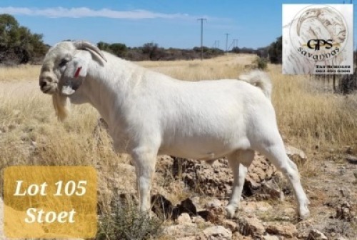1X SAVANNAH RAM MNR. G.P.J. SCHOLTZ - STOET/STUD