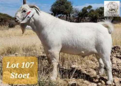 1X SAVANNAH RAM MNR. G.P.J. SCHOLTZ - STOET/STUD