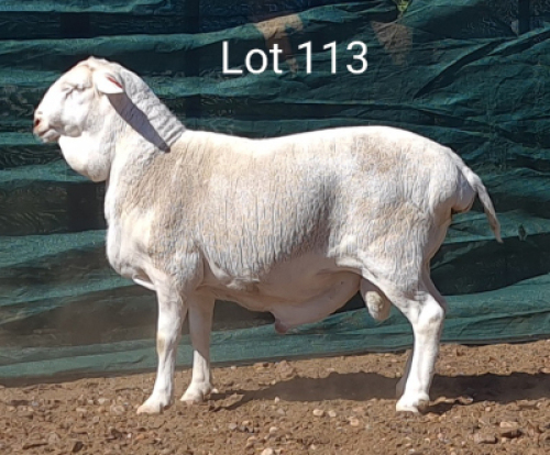 1X VAN ROOY RAM MNR. LOUIS VAN RENSBURG - TIPE 5 /TYPE 5
