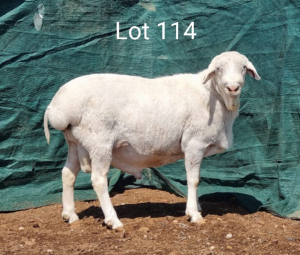 1X VAN ROOY RAM MNR. L. BOTMA - STOET/STUD