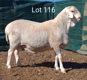 1X VAN ROOY RAM MNR. LOUIS VAN RENSBURG - TIPE 5 /TYPE 5