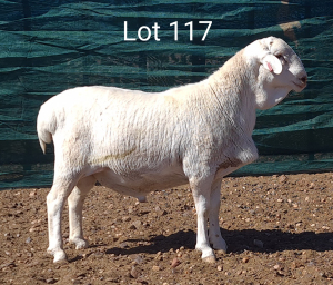 1X VAN ROOY RAM ANEL LIEBENBERG - STOET/STUD