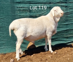 1X VAN ROOY RAM MNR. L. BOTMA - KUDDE/FLOCK