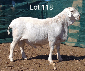 1X VAN ROOY RAM MNR. LOUIS VAN RENSBURG - TIPE 5 /TYPE 5