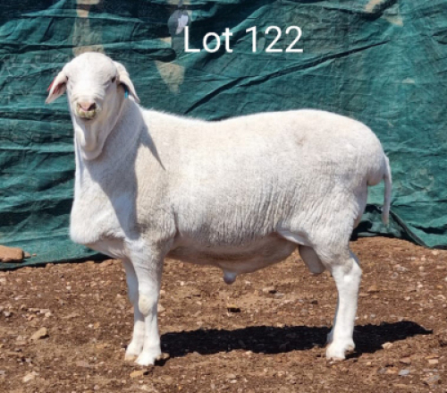 1X VAN ROOY RAM AP BARNARD - KUDDE/FLOCK