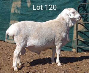 1X VAN ROOY RAM MNR. LOUIS VAN RENSBURG - STOET/STUD