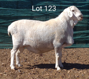 1X VAN ROOY RAM MNR. LOUIS VAN RENSBURG - KUDDE/FLOCK