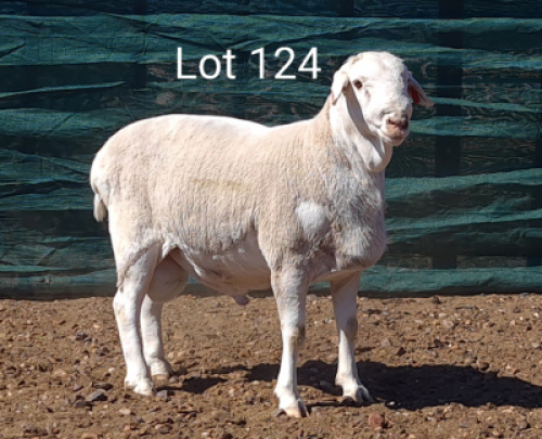 1X VAN ROOY RAM ANEL LIEBENBERG - KUDDE/FLOCK