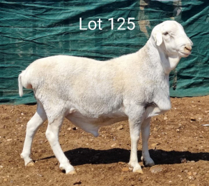 1X VAN ROOY RAM MNR. L. BOTMA - KUDDE/FLOCK