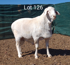 1X VAN ROOY RAM MNR. LOUIS VAN RENSBURG - STOET/STUD