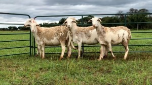 LOT 78 5X MEATMASTER OOI/EWE (PER STUK OM LOT TE NEEM/PER PIECE TO TAKE THE LOT)