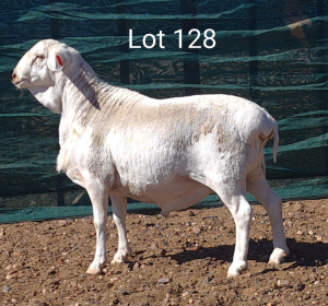 1X VAN ROOY RAM MNR. LOUIS VAN RENSBURG - KUDDE/FLOCK