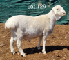 1X VAN ROOY RAM MNR. L. BOTMA - STOET/STUD