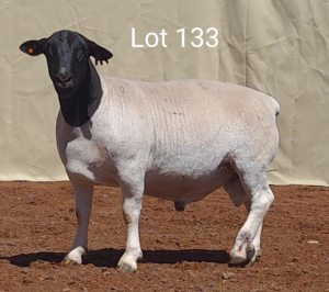 1X DORPER RAM MNR. C.C. VAN DEVENTER - STOET/STUD