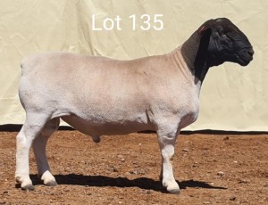 1X DORPER RAM MNR. R.S. MEINTJES - STOET/STUD