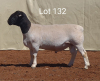 1X DORPER RAM MNR. LOUIS VAN RENSBURG - STOET/STUD