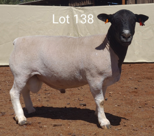 1X DORPER RAM MNR. C.C. VAN DEVENTER - STOET/STUD