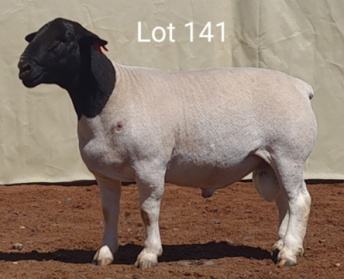 1X DORPER RAM MNR. C.C. VAN DEVENTER - STOET/STUD