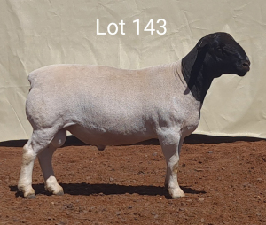 1X DORPER RAM MNR. LOUIS VAN RENSBURG - KUDDE/FLOCK