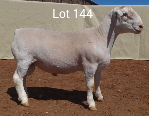 1X WIT DORPER RAM MNR. LOUIS J. VAN RENSBURG - TIPE 5 /TYPE 5