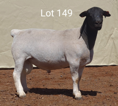 1X DORPER RAM MNR. C.C. VAN DEVENTER - STOET/STUD