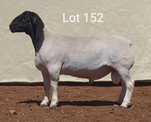 1X DORPER RAM MNR. LOUIS VAN RENSBURG - STOET/STUD
