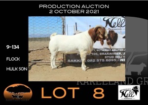 1x RAM - FLOCK SAKKIE & NICKY NELL BOERBOKKE