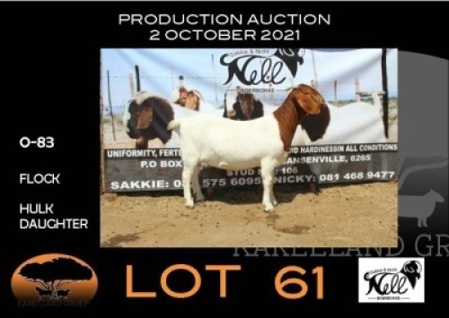 1x EWE - FLOCK SAKKIE & NICKY NELL BOERBOKKE