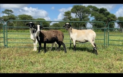 LOT 89 3X MEATMASTER OOI/EWE (PER STUK OM LOT TE NEEM/PER PIECE TO TAKE THE LOT)