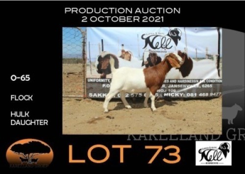 1x EWE - FLOCK SAKKIE & NICKY NELL BOERBOKKE