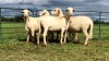 LOT 99 5X MEATMASTER OOI/EWE (PER STUK OM LOT TE NEEM/PER PIECE TO TAKE THE LOT)