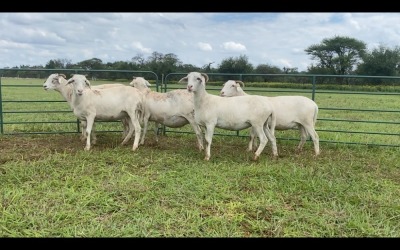 LOT 104 5X MEATMASTER OOI/EWE (PER STUK OM LOT TE NEEM/PER PIECE TO TAKE THE LOT)