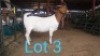 1X BOERBOK OOI/EWE GILRAAD BOERBOK STOET - STOET/STUD