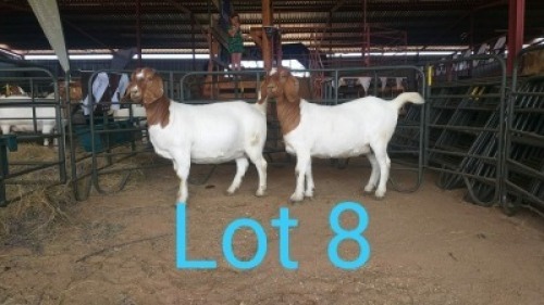 2X BOERBOK OOI/EWE GILRAAD BOERBOK STOET (Per stuk om lot te neem) - STOET/STUD