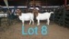 2X BOERBOK OOI/EWE GILRAAD BOERBOK STOET (Per stuk om lot te neem) - STOET/STUD