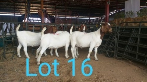 4X BOERBOK OOI/EWE MNR. LOUIS VAN RENSBURG (Per stuk om lot te neem) - KUDDE/FLOCK