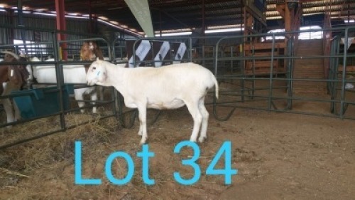 1X VAN ROOY OOI/EWE MNR. PR WIESE H/A BULBERG BDY - TIPE 5 /TYPE 5