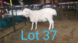 1X VAN ROOY OOI/EWE MNR. PR WIESE H/A BULBERG BDY - TIPE 5 /TYPE 5