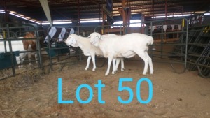 2X VAN ROOY OOI/EWE MNR. PR WIESE H/A BULBERG BDY (Per stuk om lot te neem) - STOET/STUD