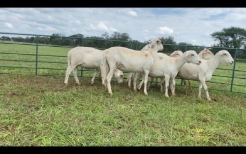 LOT 106 8X MEATMASTER OOI/EWE (PER STUK OM LOT TE NEEM/PER PIECE TO TAKE THE LOT)