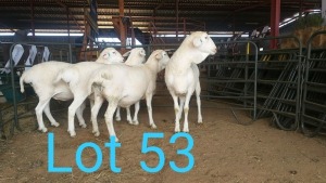 4X VAN ROOY OOI/EWE MNR. PR WIESE H/A BULBERG BDY (Per stuk om lot te neem) - KUDDE/FLOCK