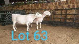 2X WIT DORPER OOI/EWE MNR. LOUIS J. VAN RENSBURG (Per stuk om lot te neem) - TIPE 5 /TYPE 5