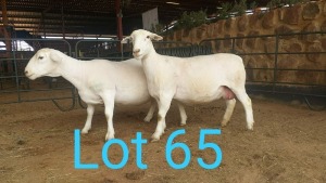 2X WIT DORPER OOI/EWE MNR. LOUIS J. VAN RENSBURG (Per stuk om lot te neem) - TIPE 5 /TYPE 5